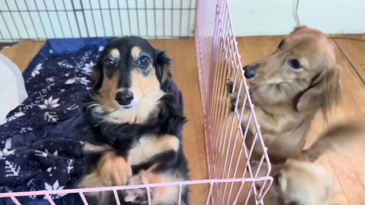 Rough Days when your FurBabies having a Period.