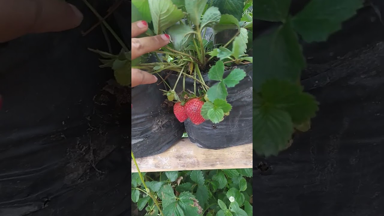 Panen strawberry  #shorts