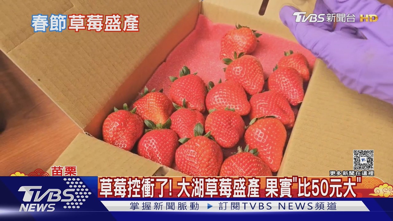 草莓控衝了! 大湖草莓盛產 果實「比50元大」｜TVBS新聞 @TVBSNEWS01