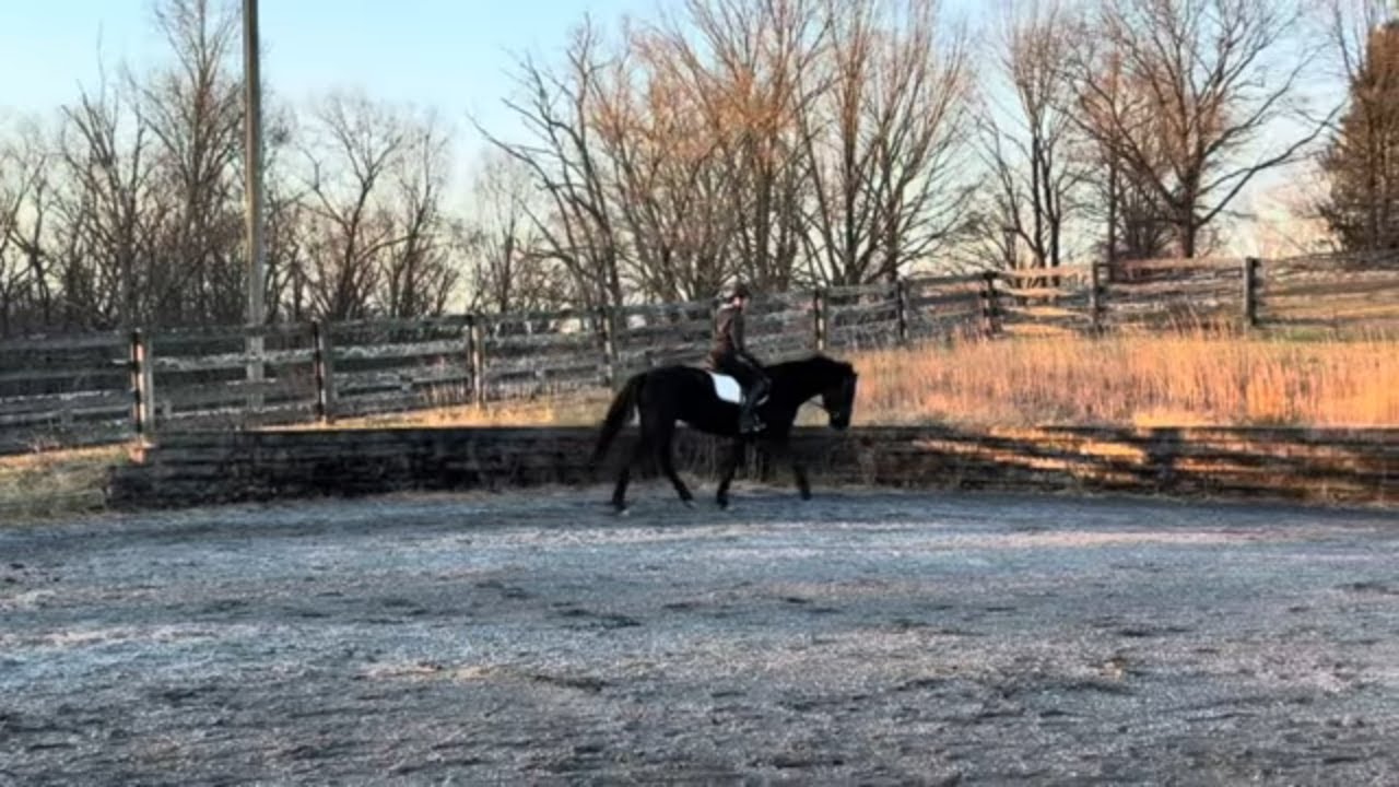 Dixie Dawn Flatwork with a Junior Rider - December 26, 2025