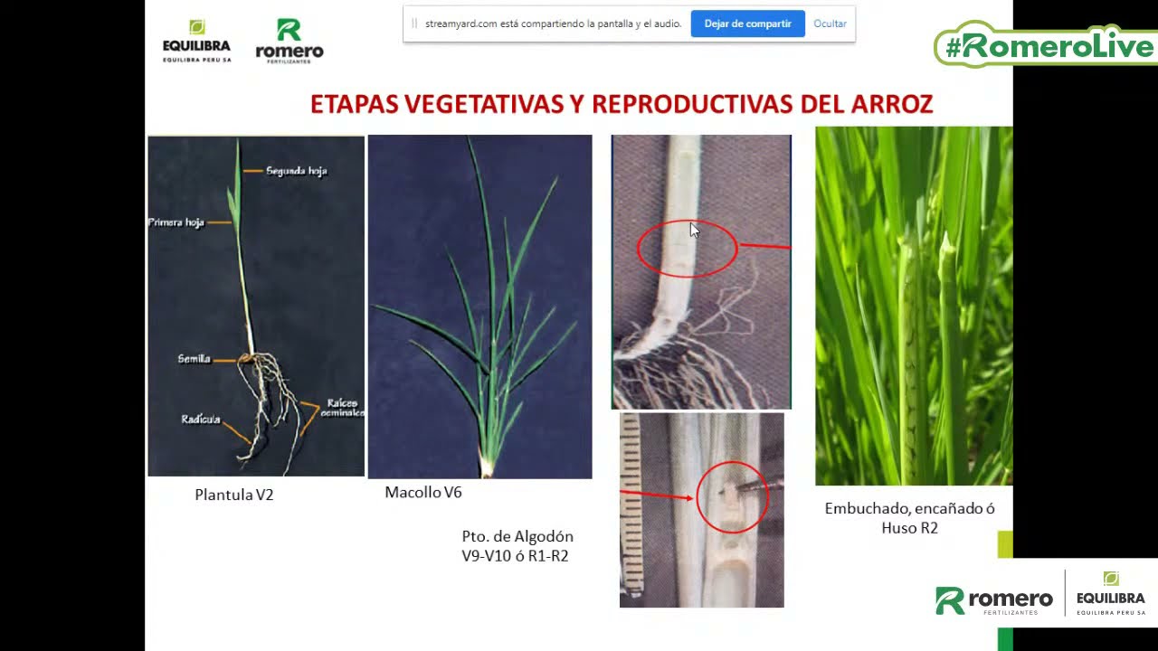 Nutrición para altos rendimientos en arroz