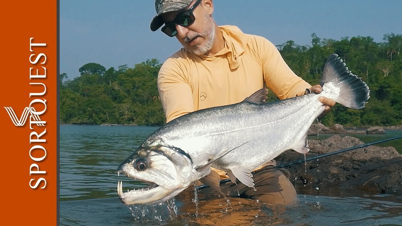 Fly Fishing For Payara 'The Vampire Fish' - Xingu River Brazil