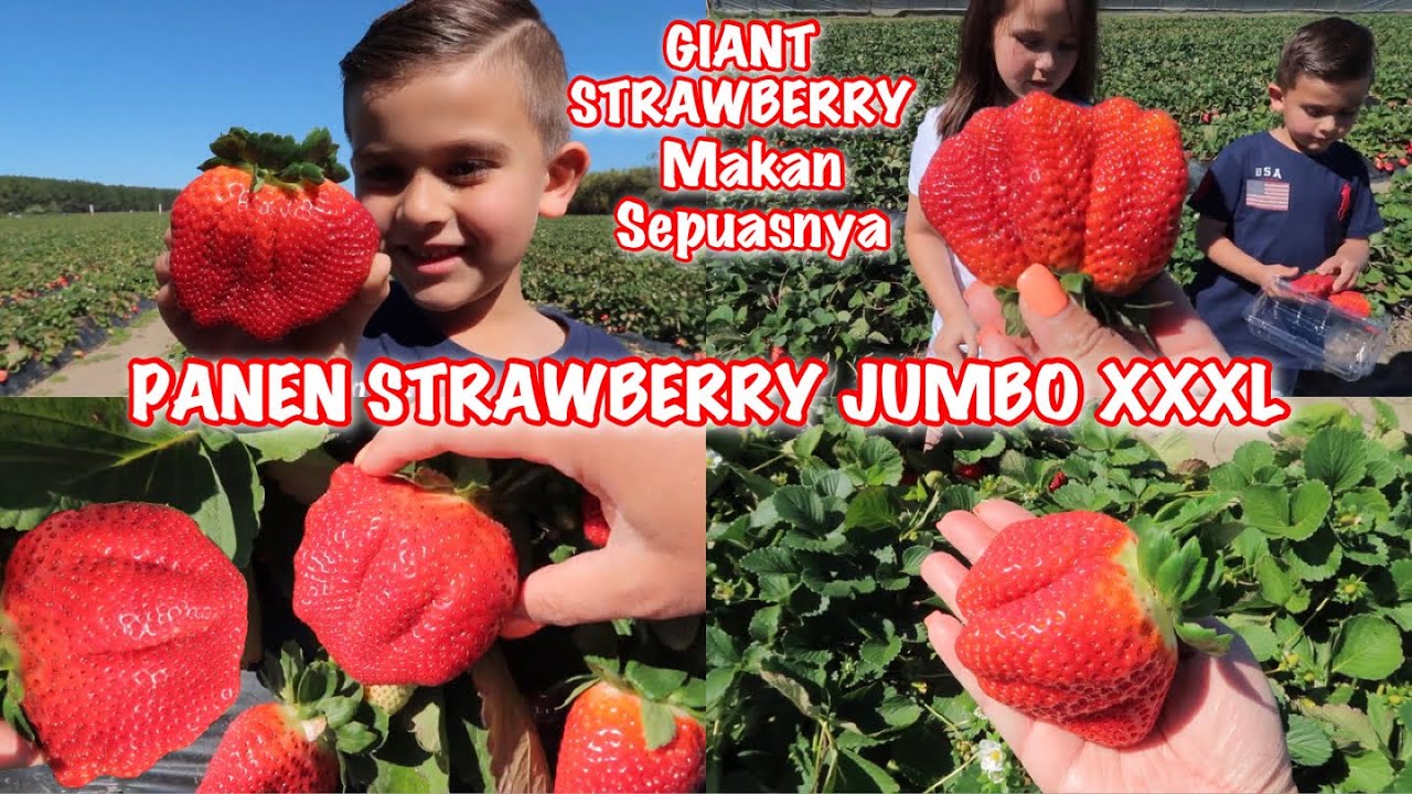 PANEN STRAWBERRY JUMBO XXXL SEPUASNYA SAMPAI KALAP MAKAN SEPUASNYA | GILA GEDE BANGET
