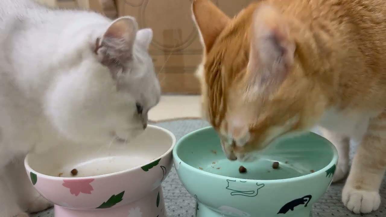 貓咪實測Wellness Core火雞原味乾糧 ASMR Cat Eating