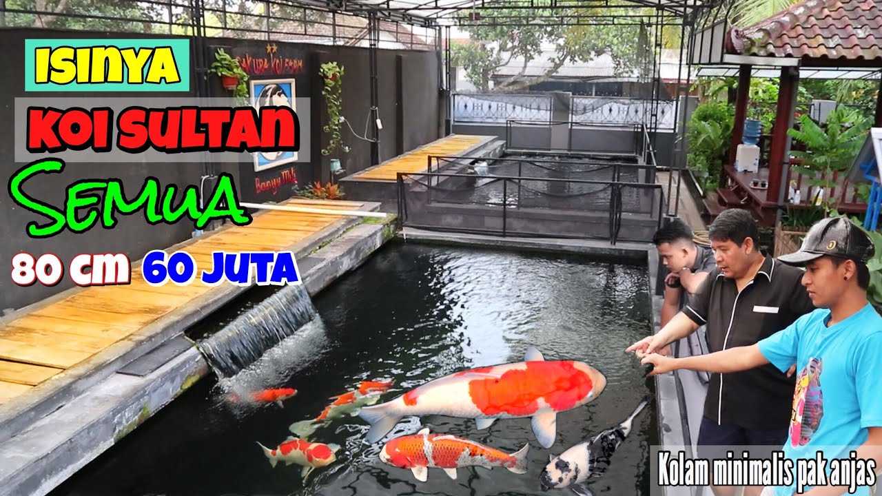 Berkunjung kerumah penghobi ikan koi‼️- kolam minimalis 6x3 meter jernih sepanjang hari