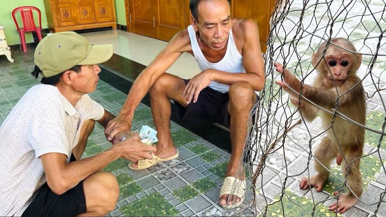 Dad used a large amount of money to ransom baby monkey Xuka but was refused.