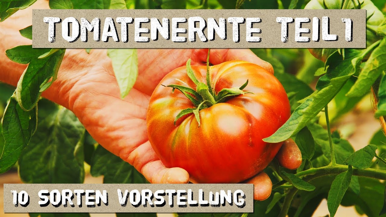 Tomatenernte Teil 1 - 10 Sorten Verkostung