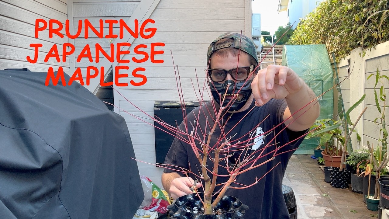 How to Prune Japanese Maples in Late Winter or Early Spring (BEGINNER)