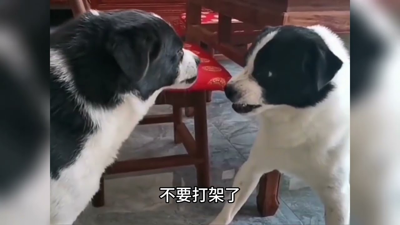 盘点狗子劝架名场面