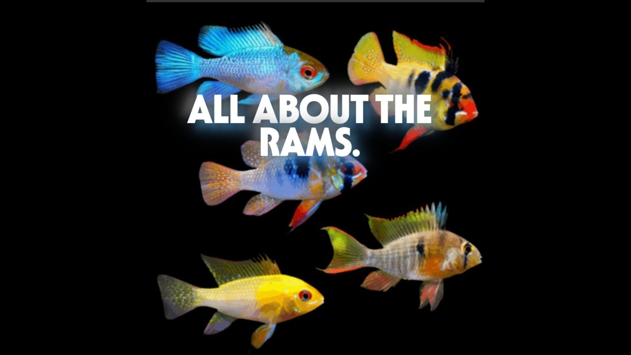 ALL ABOUT THE RAM CICHLID.