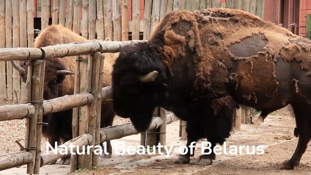 25 Things To Do in Belarus