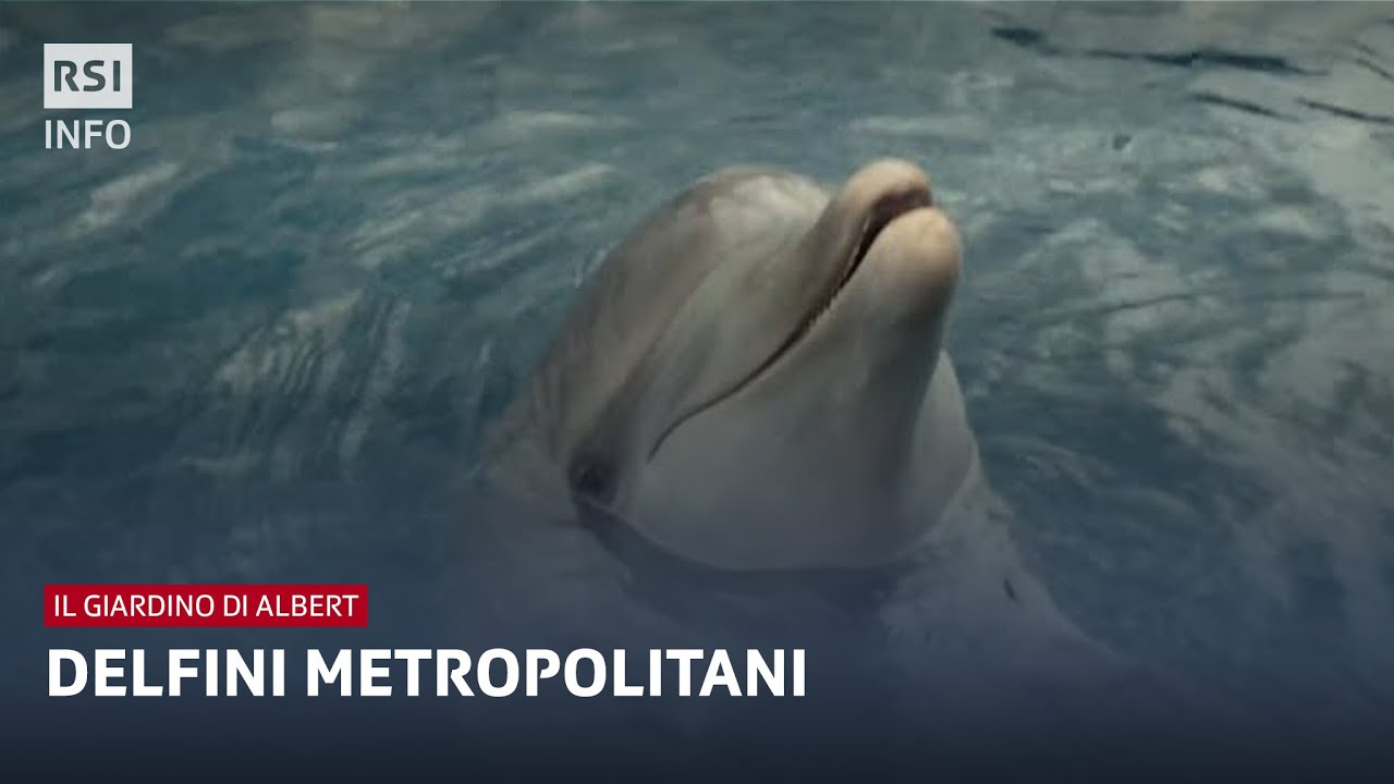 Delfini metropolitani | Il giardino di Albert | RSI Info
