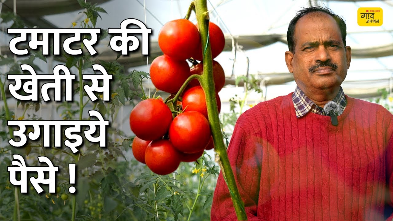 Tomato Farming: पॉलीहाउस में टमाटर की खेती मुनाफे का सौदा