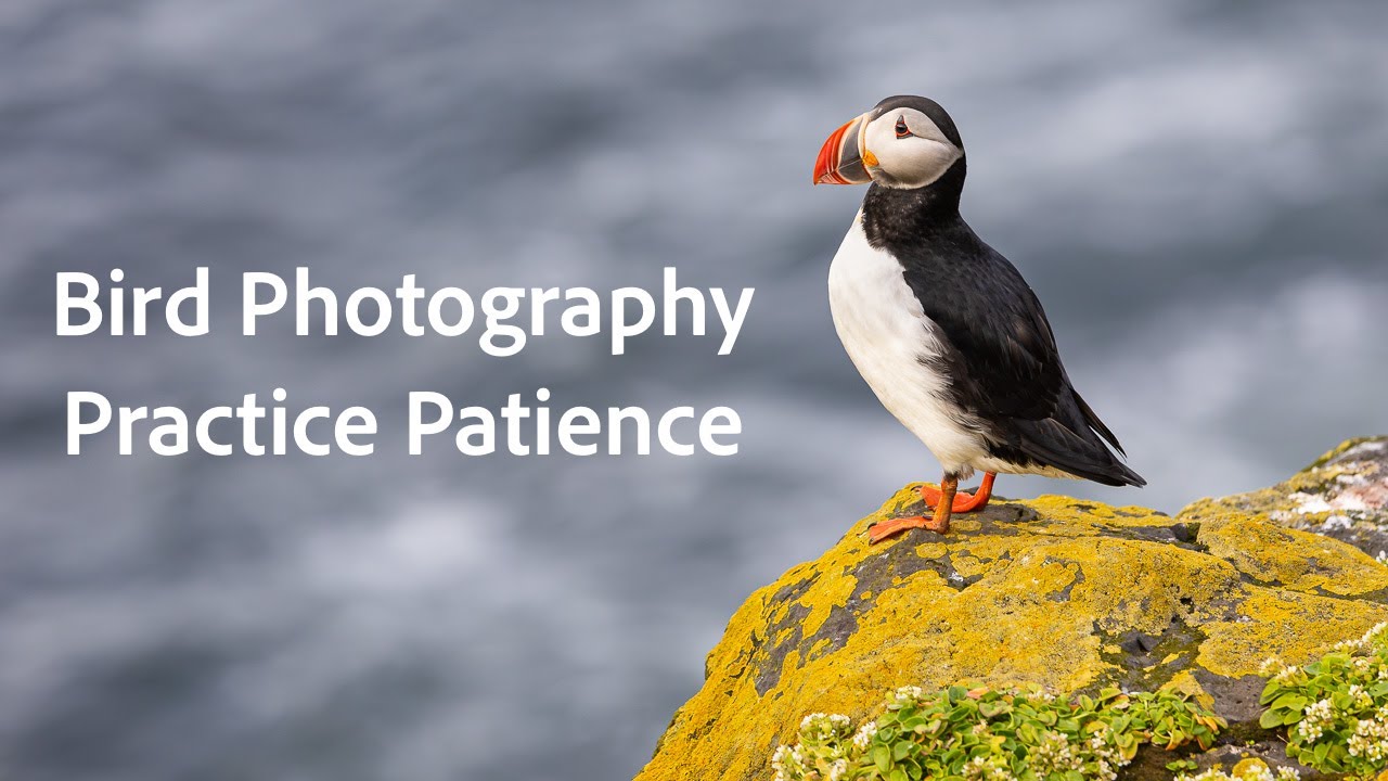 Bird Photography Practice Patience