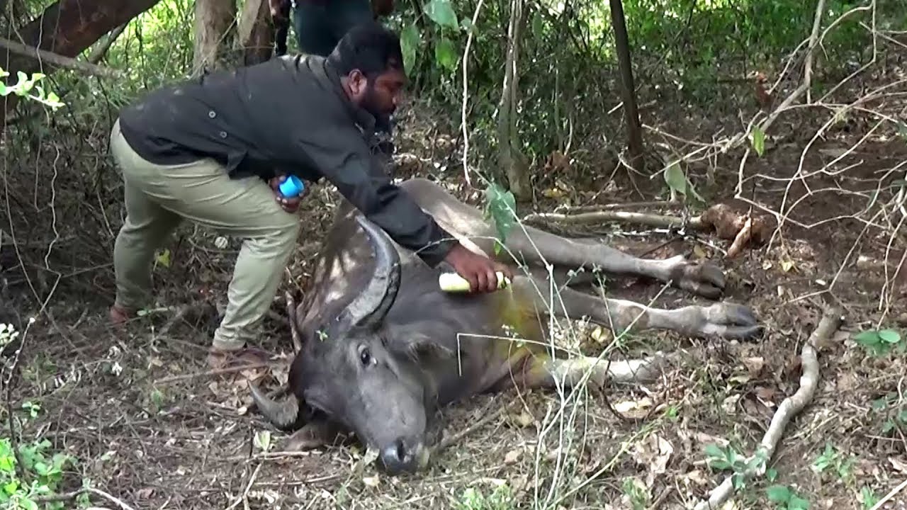 Injured Buffalo gets help through a wild boar from wildlife officers