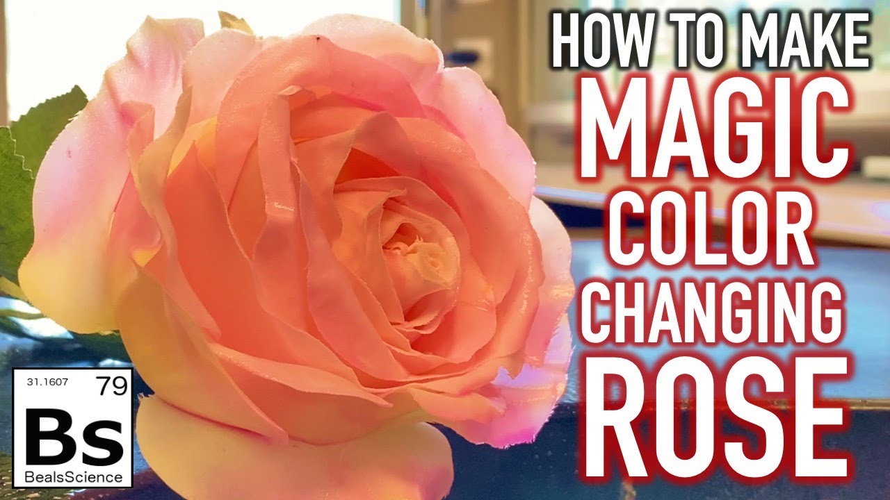 How to Make a Color Changing Rose - Science or Magic?!