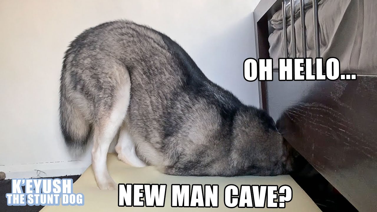 Husky Rips NEW Memory Foam Bed! Finds Cave To Narnia...