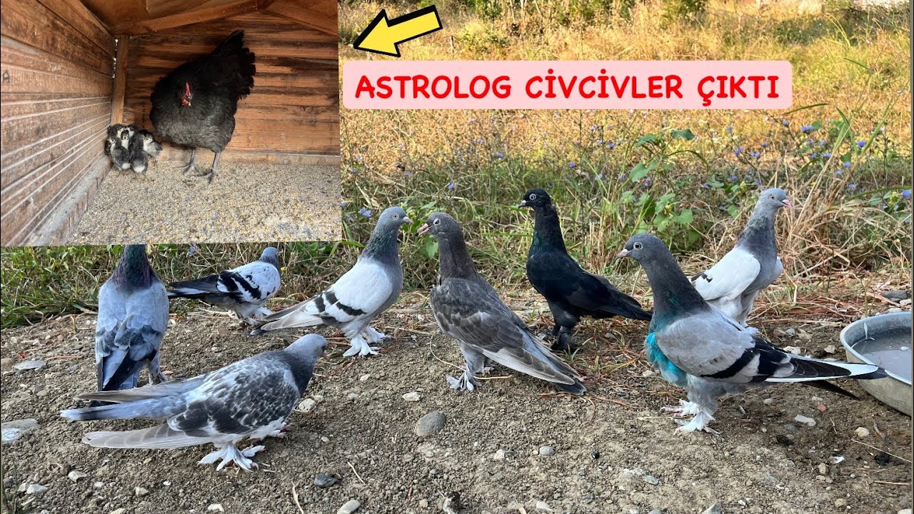 KALDIĞIMIZ YERDEN UÇUMLARA DEVAM🕊️ASTROLOG CİVCİVLERMİZ ÇIKTI 🐣🐥