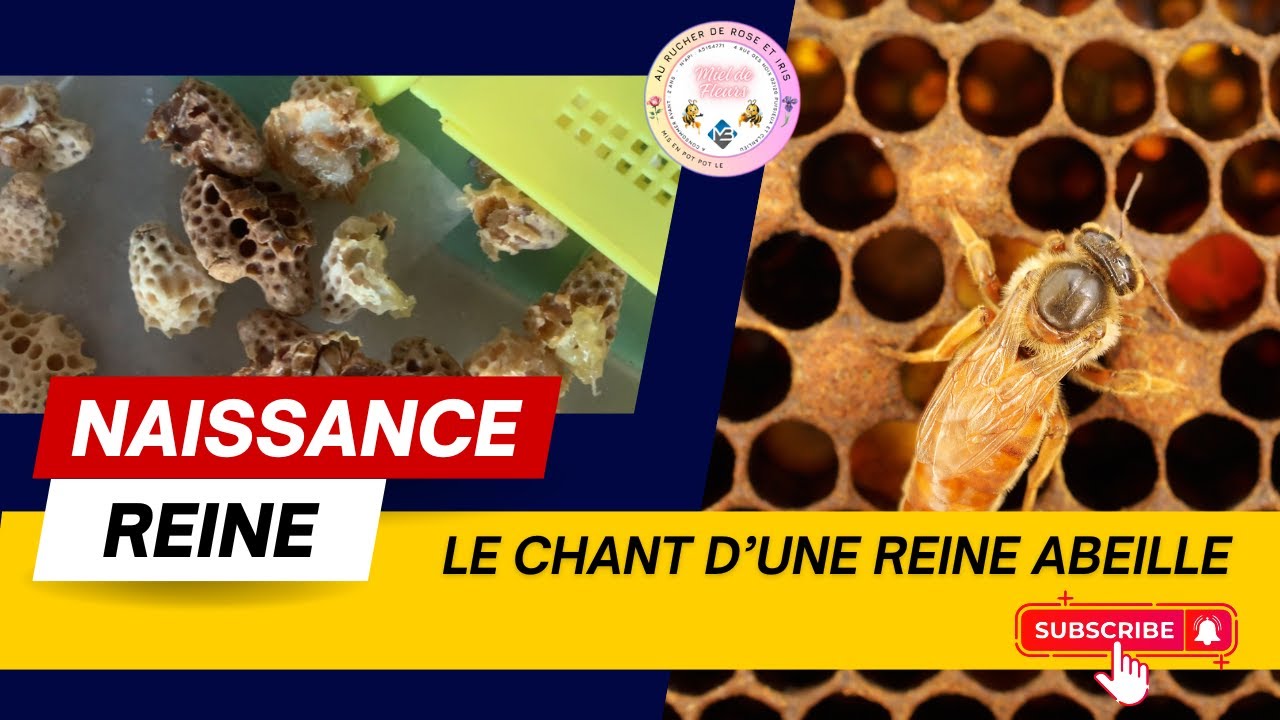 NAISSANCE D'UNE REINE ABEILLE ET CHANT SONORE - APICULTURE