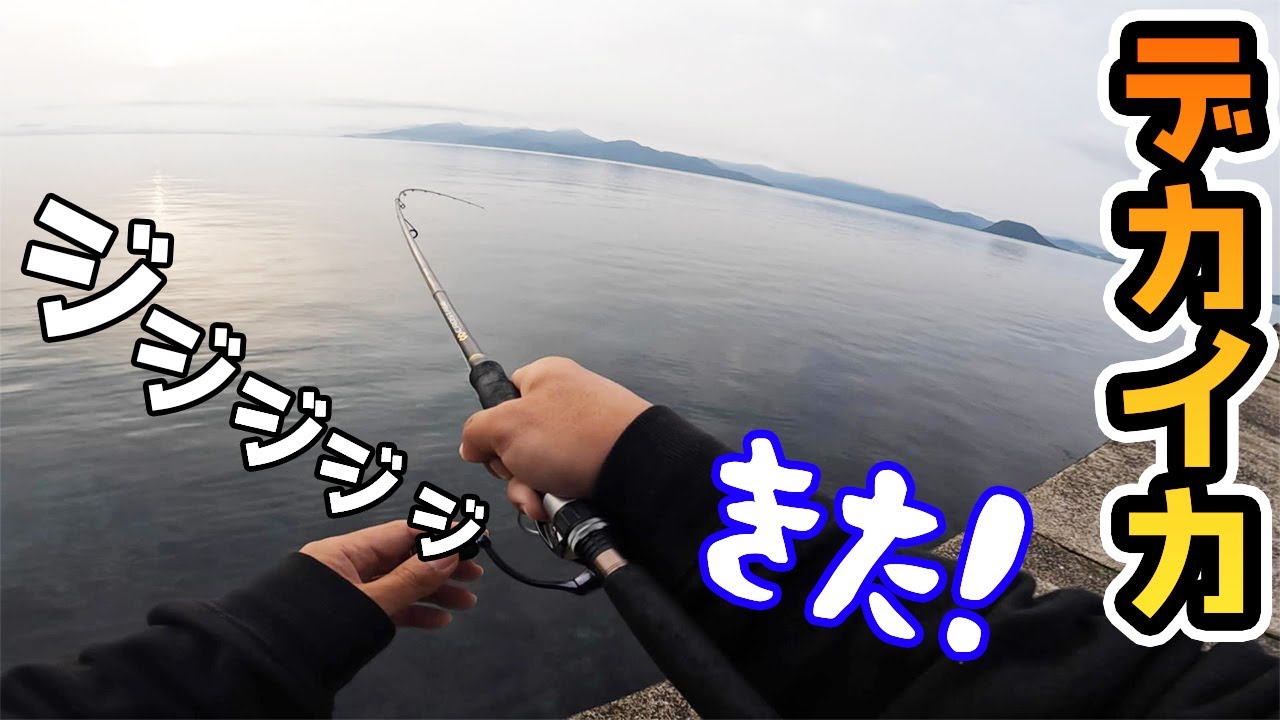 今年の春イカが最初からデカすぎた…