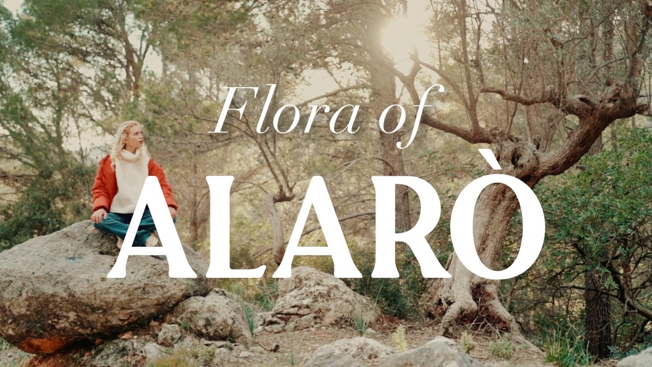 The amazing flora of Alarò in Mallorca ✨