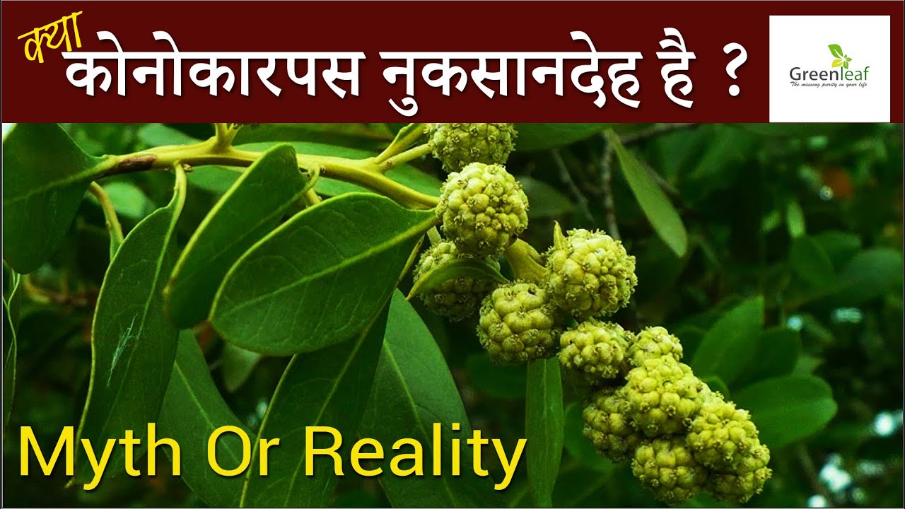 Harmful Conocarpus | Myth or Reality | क्या कोनोकारपस नुकसानदेह है ? | Fact Check