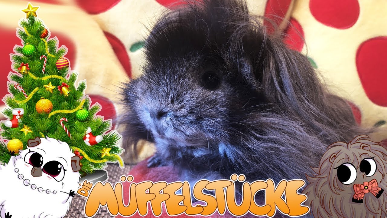 Einen ganzen Tannenbaum für die Meerschweinchen | Die Müffelstücke