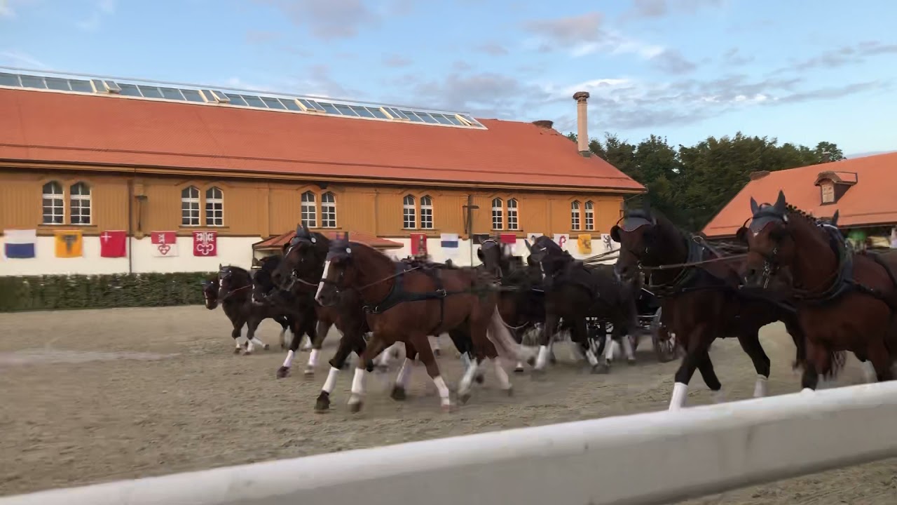 Freiberger-Deckhengste vierspännig in einer Fahrquadrille am National FM in Avenches