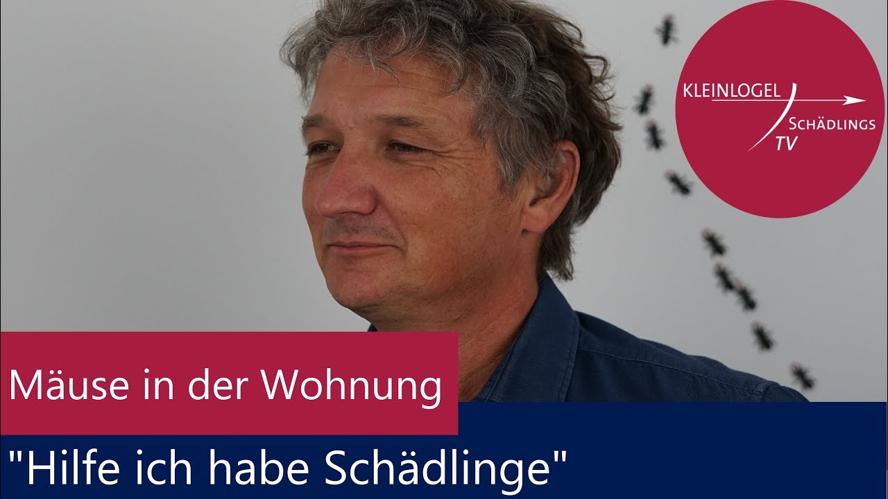 Mäuse in der Wohnung 