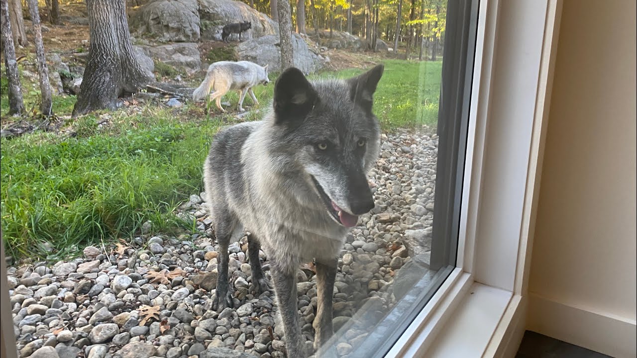 Chalet des loups, parc Omega 2024