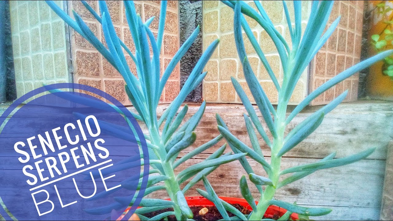 Senecio Serpens o blue (azul) | Un día en el jardín