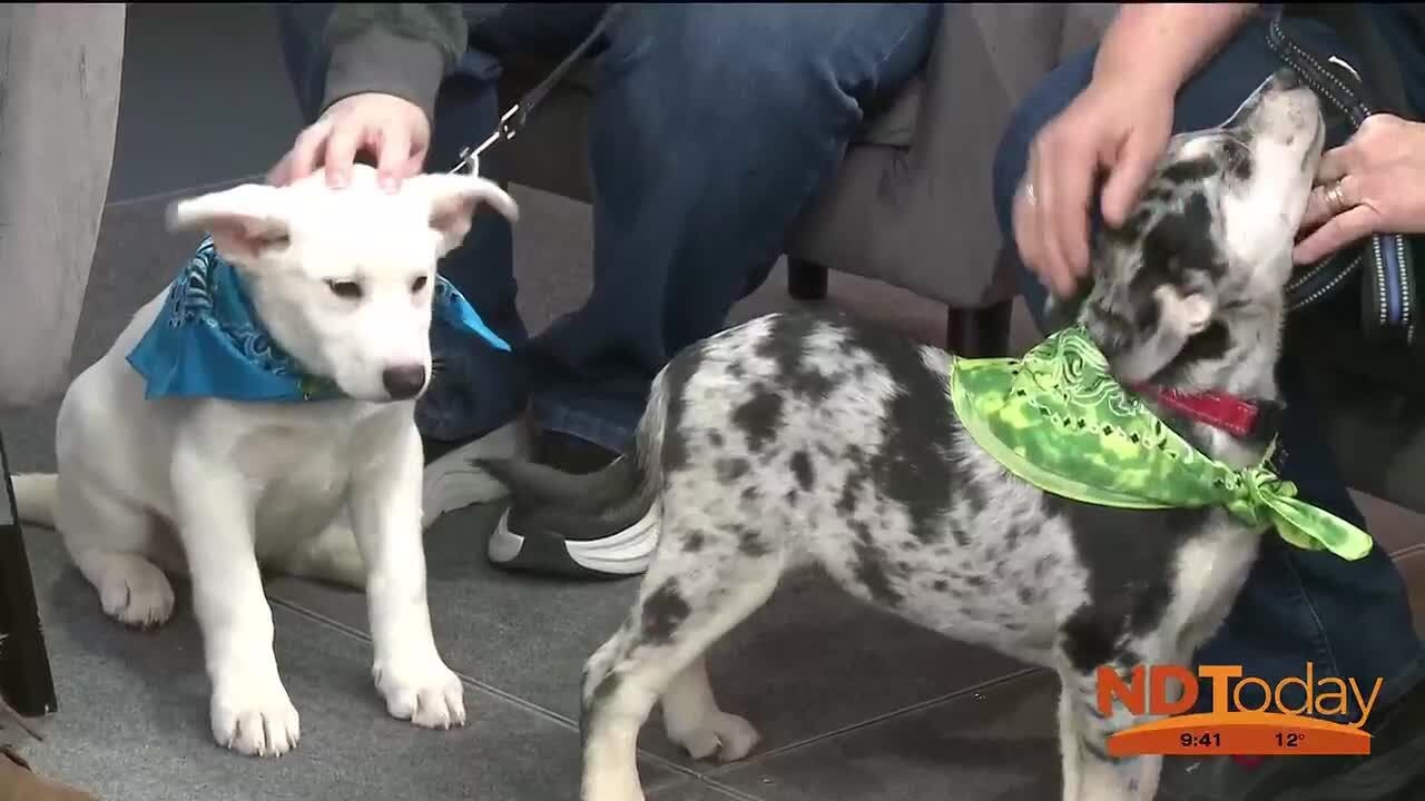 ND Today: Central Dakota Humane Society