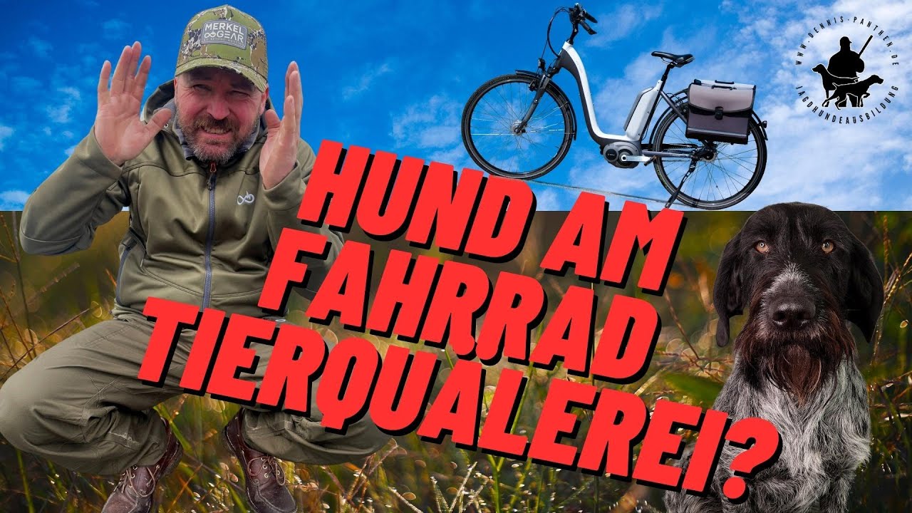 Hund am Fahrrad-Tierquälerei? Ein Profi klärt auf