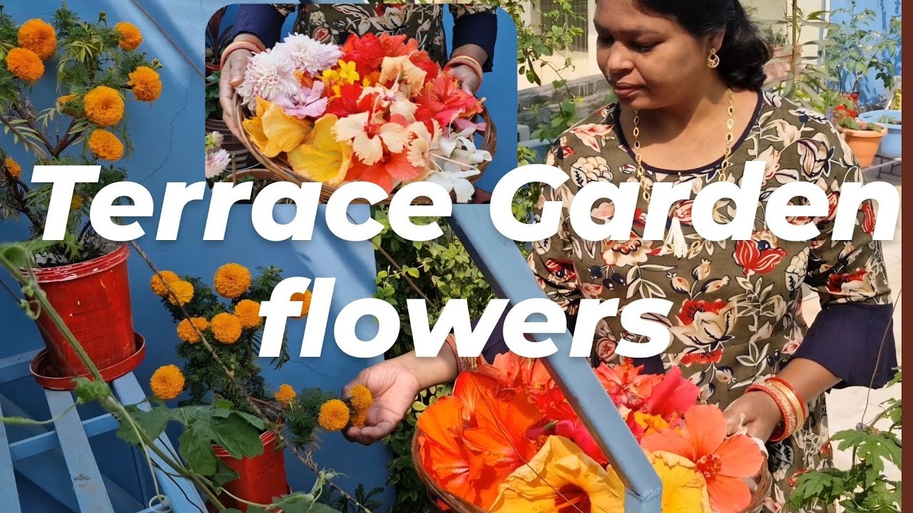 5 Feb Flower from organic Gardening | Chhat ke upar flower garden |Chhat ke upar phool kaise kare 