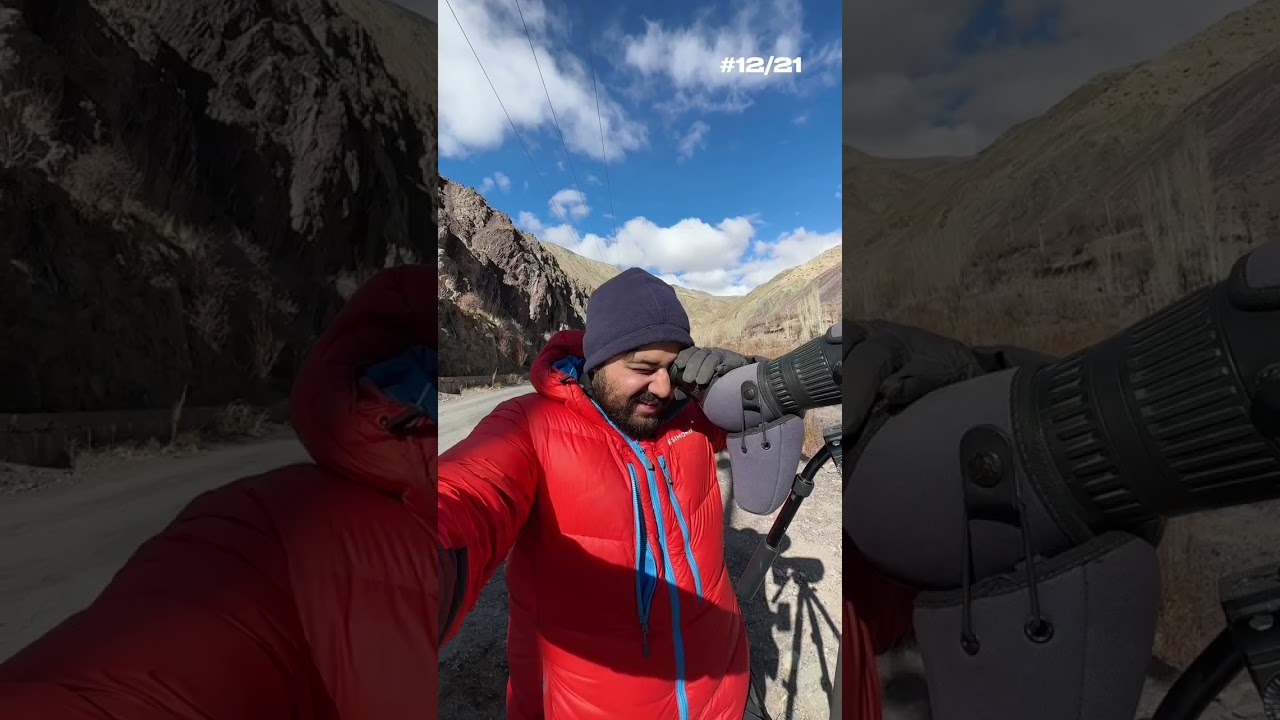 #12 I saw 3 Snow Leopards up close in Ladakh