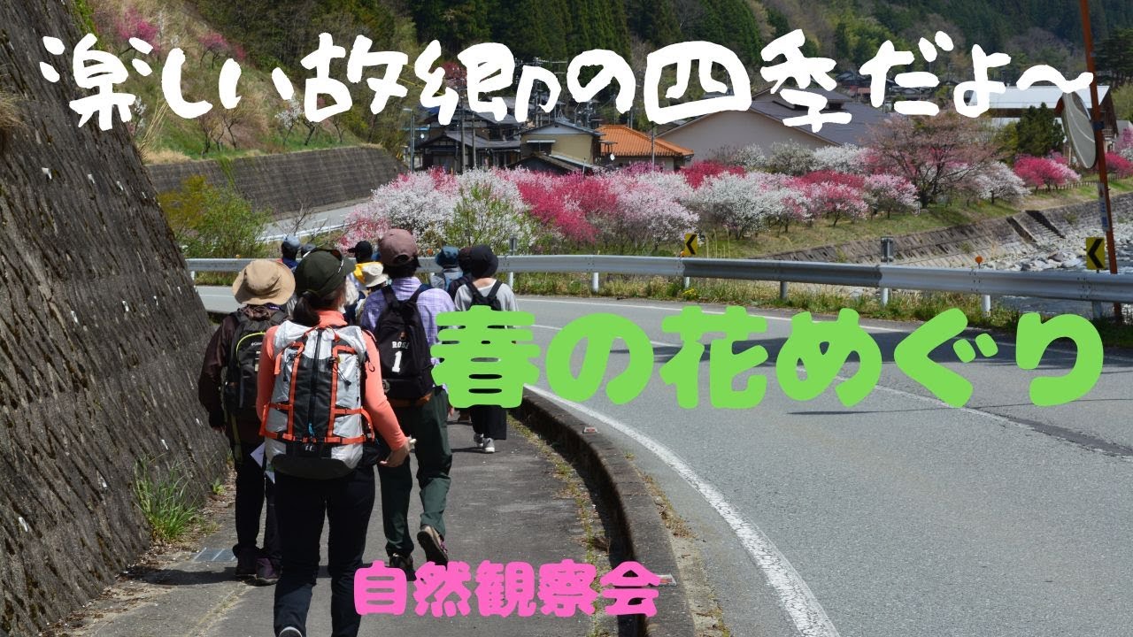 楽しい故郷の四季だよ～　春の花めぐり