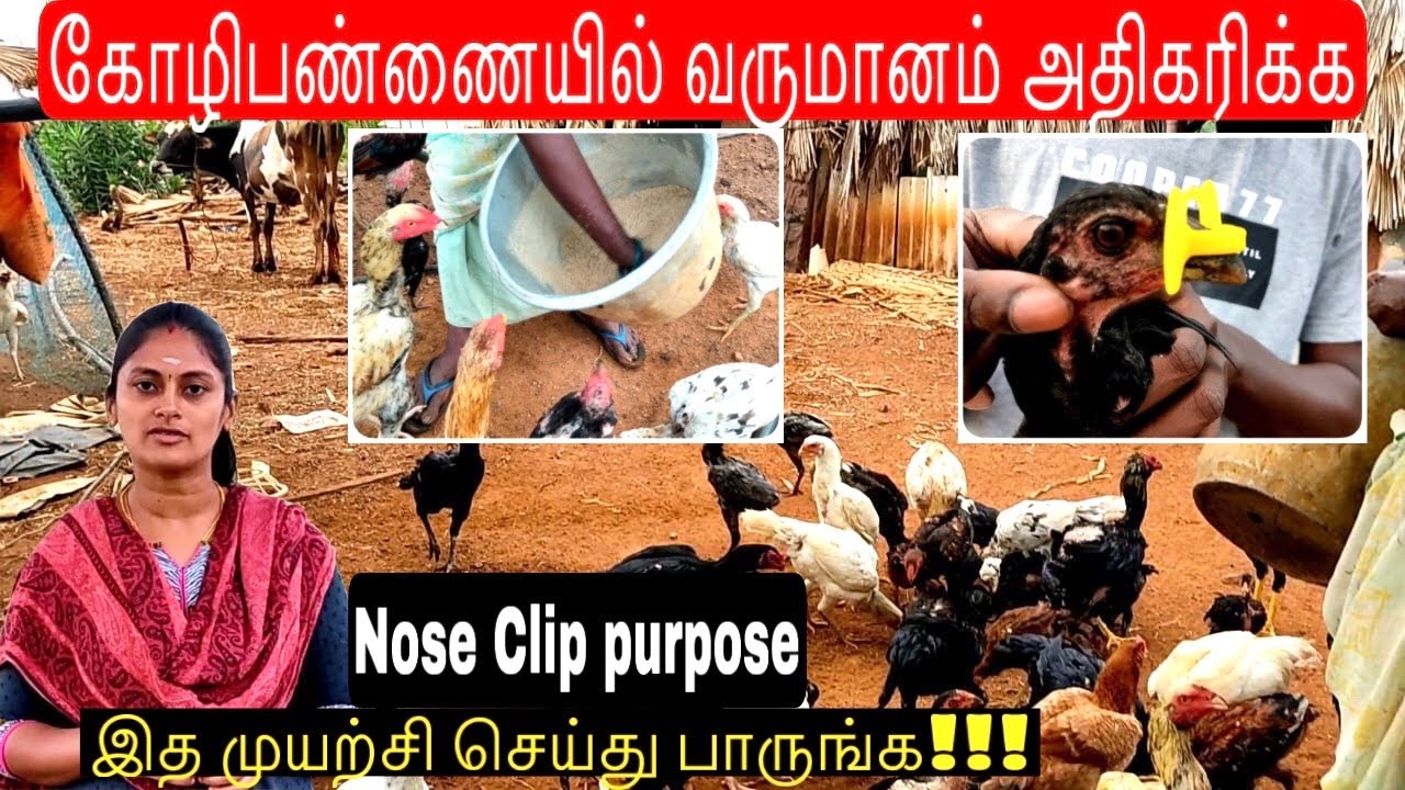 கோழிகளை குறைத்தால் வருமானம் அதிகரிக்கும்!!கோழிகளுக்கு Clip அணிவிப்பது எப்படி?
