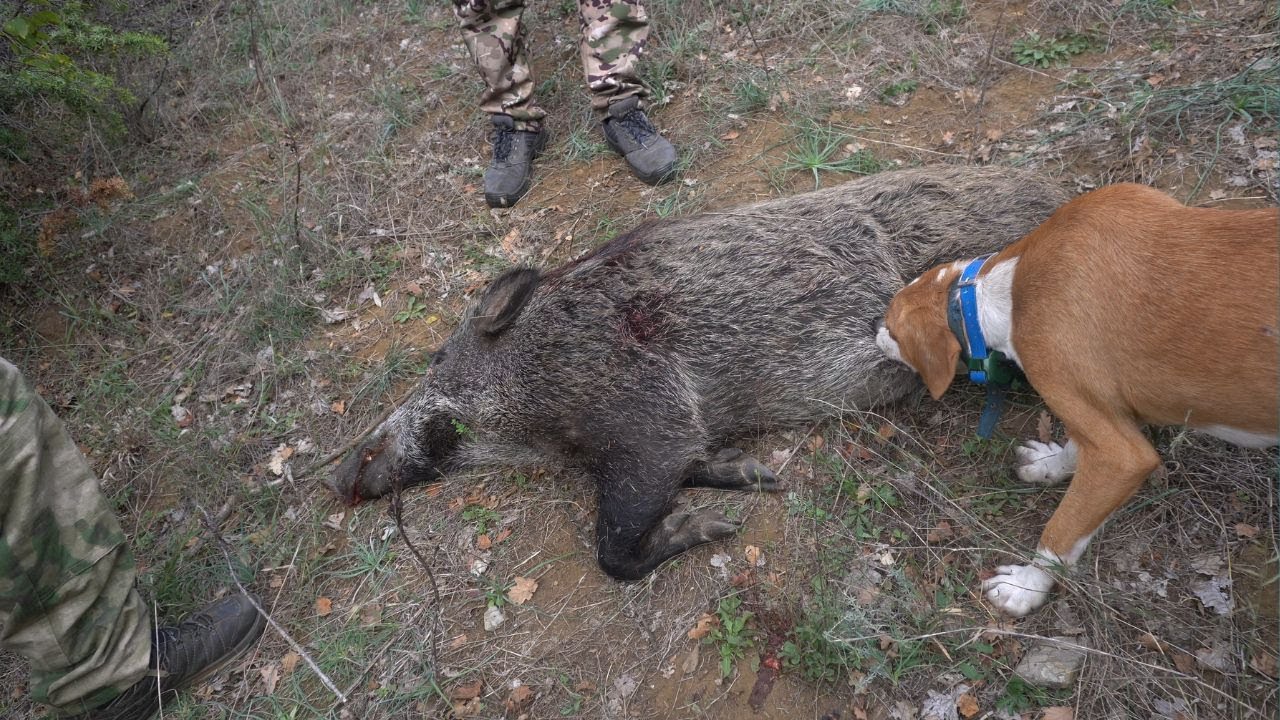 Lov na Diva Svinja vo Strumica #lov #divasvinja #makedonija