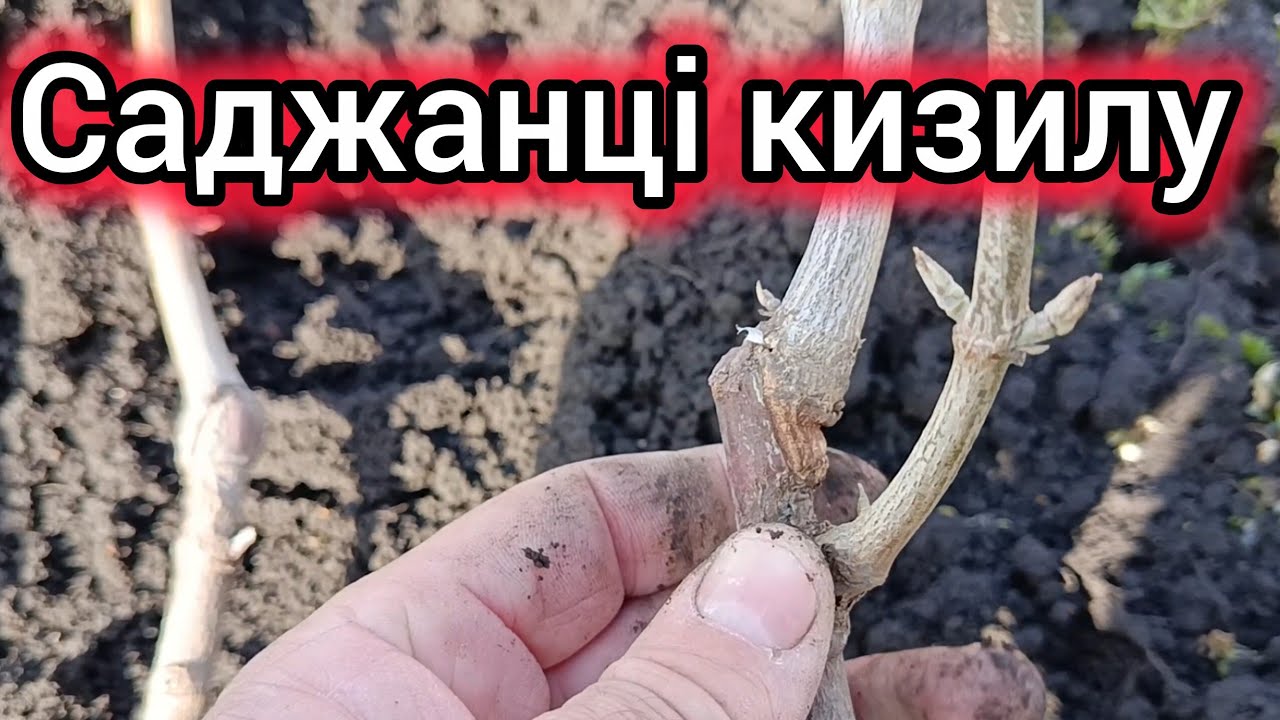 8.03.26. Свято жінок 🌷,а ми копаємо Кизил саджанці.