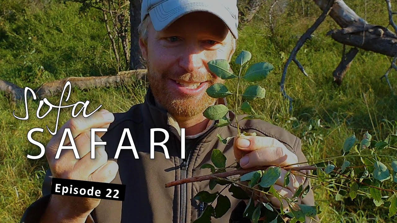 Sofa Safari Episode 22: Chad tells a bad joke