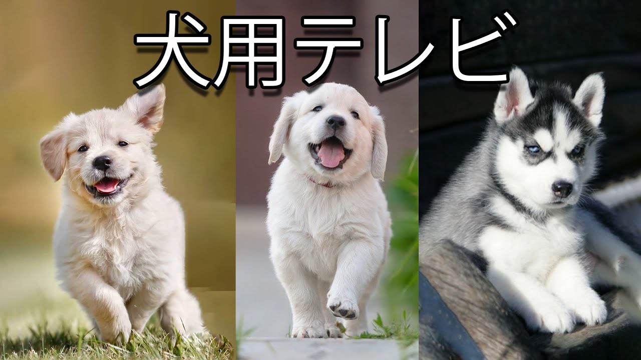犬のための 2 時間の楽しいビデオ (NEW)