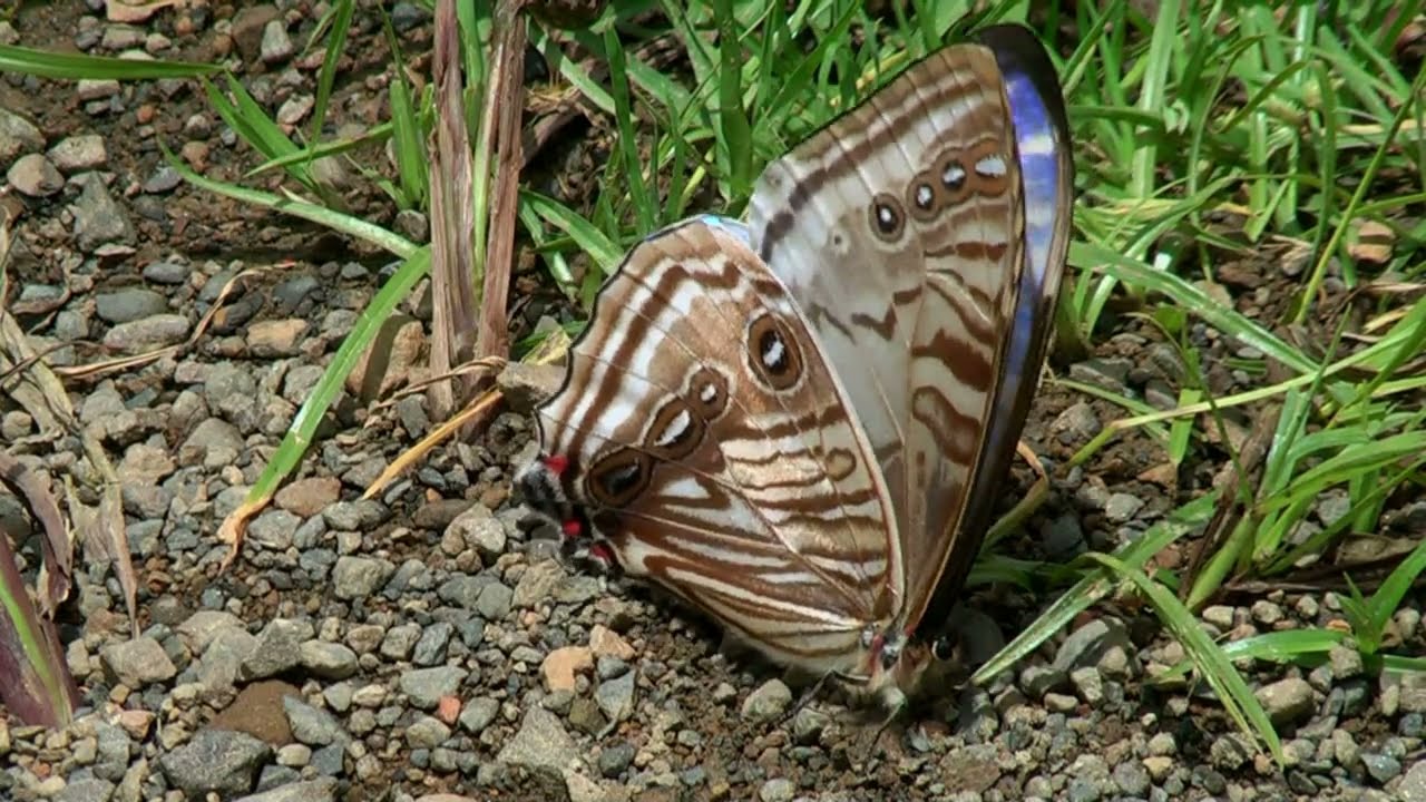 The Morphos from Yungas in Bolivia part1