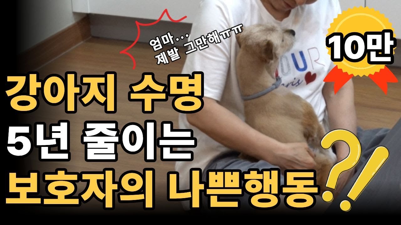 당장 멈추세요! 강아지 90%가 보호자의 '이 행동' 때문에 아픕니다! 강아지를 아프게 만든 보호자의 나쁜 습관!!