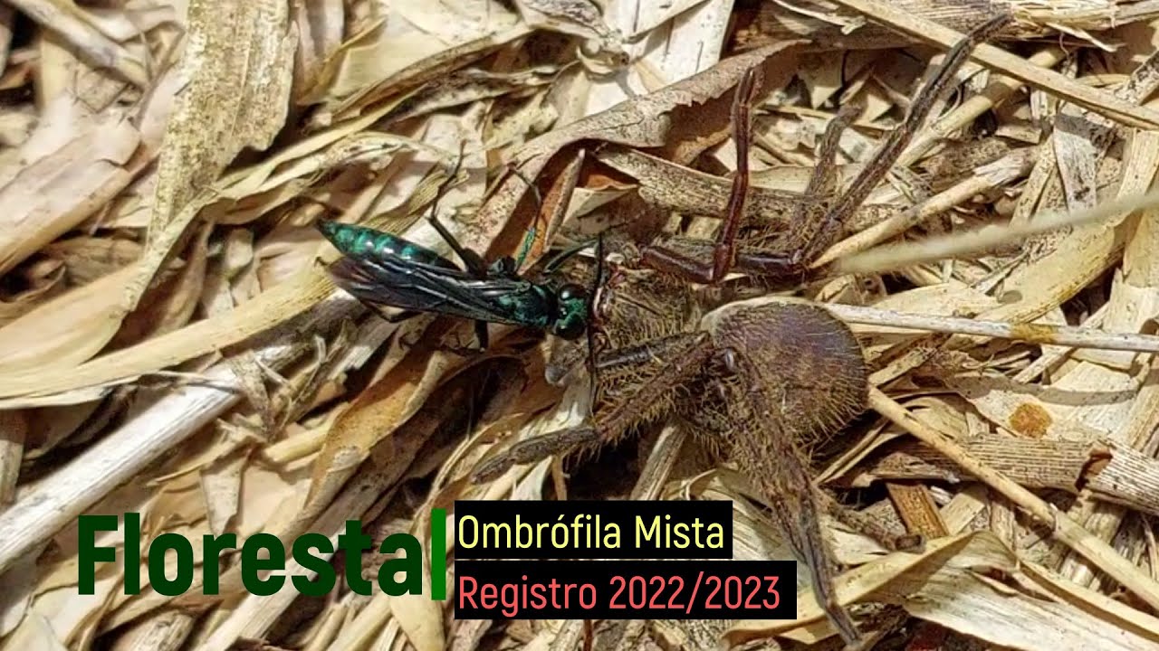 Floresta Ombrófila Mista 4: levantamento biodiversidade 2022/2023
