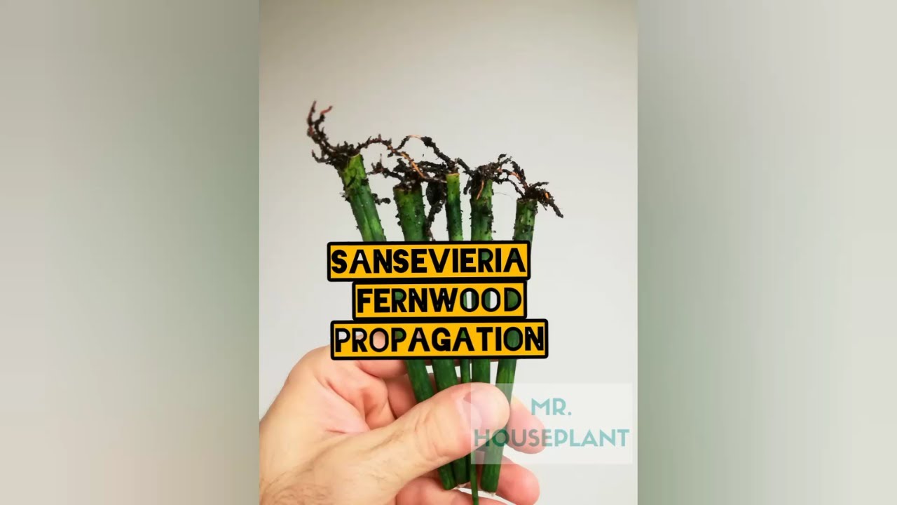 Sansevieria Fernwood propagation