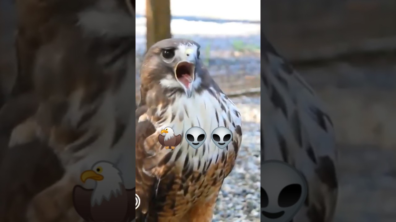 Red tailed hawk call | Hawk Hawk sound effect| #hawk #eaglecam #scream