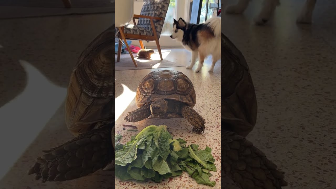 Poppy the Prairie Dog, Penelope the Pomsky, and Mert Alert the Sulcata Tortoise LIVESTREAM 