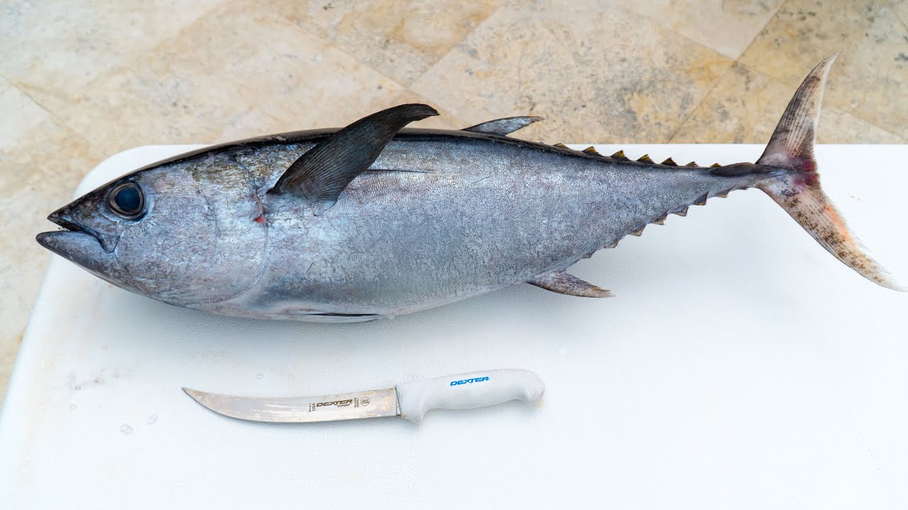 How To Fillet Whole Blackfin Tuna!