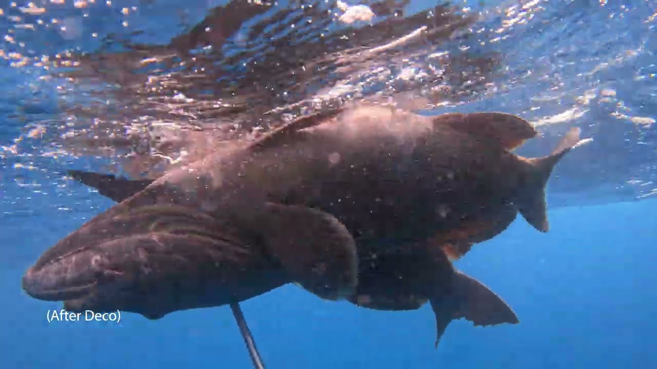2 FOR 1 GROUPER STONESHOT @ 100ft