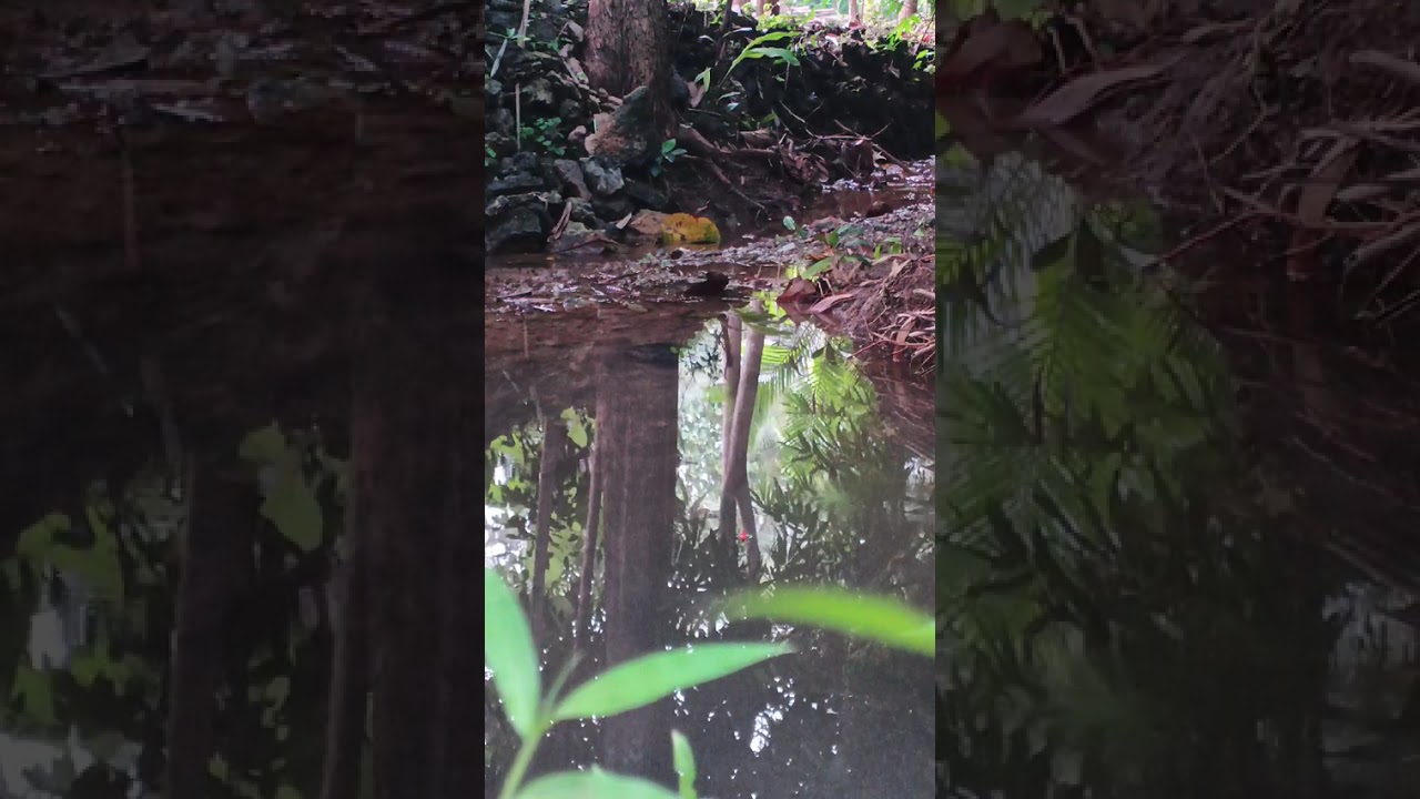 Seputar perkalenan #mikrofish